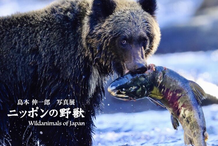 2021年12月14日（火）～　「島本伸一郎写真展　ニッポンの野獣」 イメージ